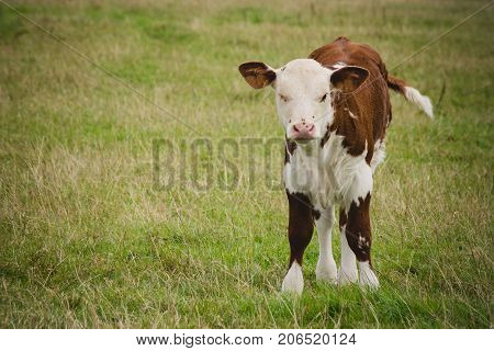 Calf in field close to Lacock village Wiltshire England UK
