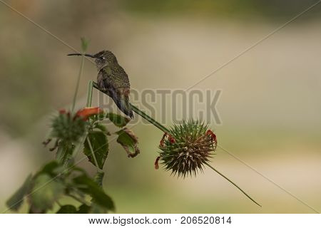 Oasis Hummingbird (Rhodopis vesper) perched on a plant at the Hummingbird Sanctuary in the Azapa Valley near Arica in northern Chile.