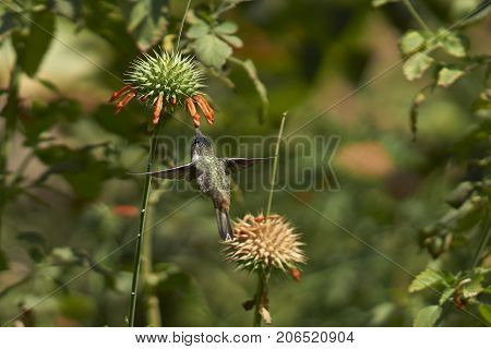 Oasis Hummingbird (Rhodopis vesper) in flight, feeding on orange flowers at the Hummingbird Sanctuary in the Azapa Valley near Arica in northern Chile.