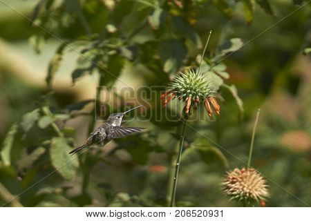 Oasis Hummingbird (Rhodopis vesper) in flight, feeding on orange flowers at the Hummingbird Sanctuary in the Azapa Valley near Arica in northern Chile.