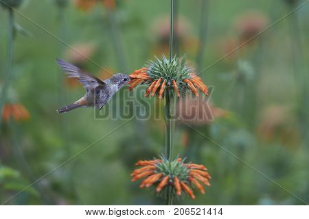 Oasis Hummingbird (Rhodopis vesper) in flight, feeding on orange flowers at the Hummingbird Sanctuary in the Azapa Valley near Arica in northern Chile.