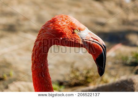 Pink Flamingo Head Coseup At Zoo. Phoenicopterus Roseus