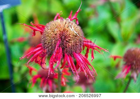 Bergamot