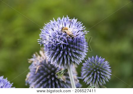 Echinops Ritro