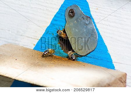 Honey Bees Swarming and Flying Around Their Beehive. Selective Focus. Bees Coming In and Out of Their Beehive. Wooden Bee Hive Close Up.