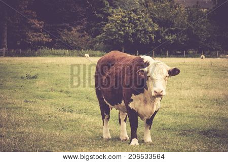 Cow in English countryside close to Lacock village Wiltshire England UK