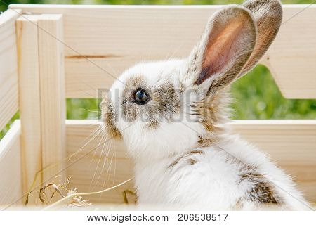 A small rabbit home a black and white suit a bunny eating a green grass a pet in a wooden box. The girl keeps the rabbit in her arms.