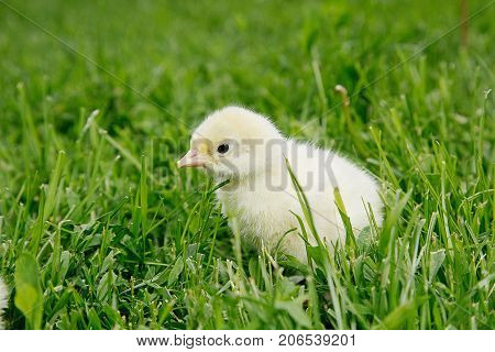 Little bird of turkey in women's hands poultry in a wooden box. Turkey is a feathered bird on green grass.
