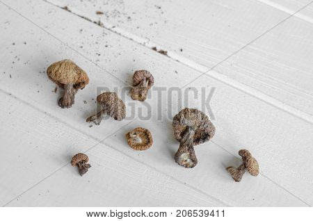 Dry Mushrooms Isolated On White Background. Selective Focus