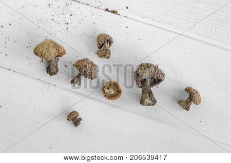 Dry Mushrooms Isolated On White Background. Selective Focus