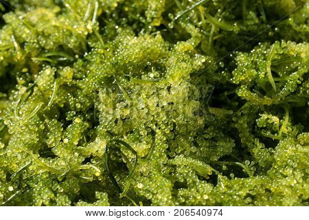 Sea Grapes ( Green Caviar ) Seaweed, Healthy Food