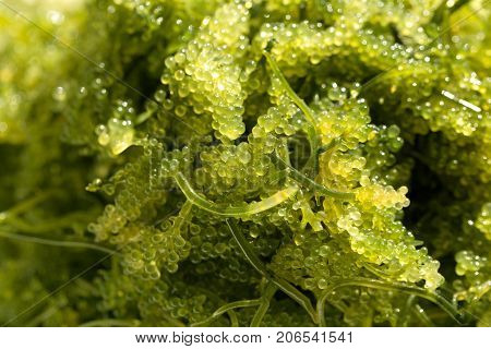 Sea Grapes ( Green Caviar ) Seaweed, Healthy Food