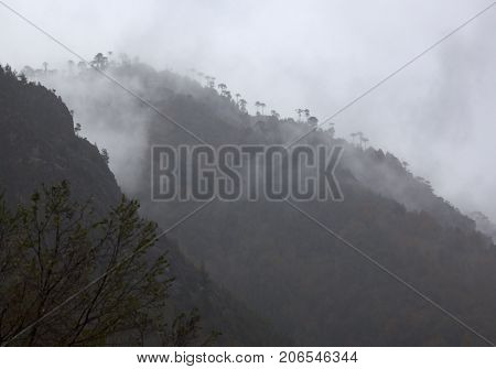 Fog Over Araucarias Trees. Conguillio Park Natural. Chile