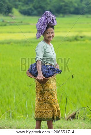 SHAN STATE MYANMAR - SEP 06: Portrait of Burmese farmer working at a rice field in Shan state Myanmar on September 06 2017 Myanmar is the world's sixth largest rice producing country