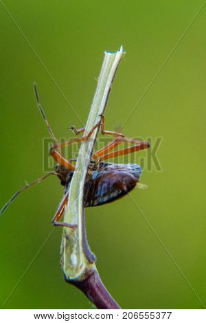 Red-legged shieldbug climbing a twig up close