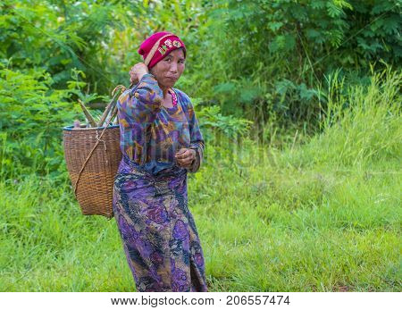 SHAN STATE MYANMAR - SEP 06: Burmese farmer working on a field in Shan state Myanmar on September 06 2017 agriculture is the main industry in Myanmar