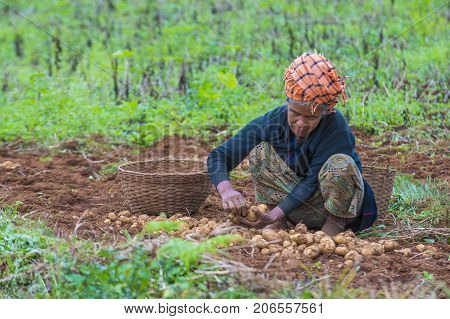 SHAN STATE MYANMAR - SEP 06: Burmese farmer working on a field in Shan state Myanmar on September 06 2017 agriculture is the main industry in Myanmar