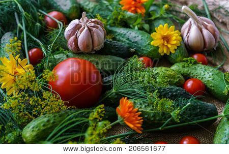 organic vegetables.a set of beet cucumbers dill garlic and tomato.