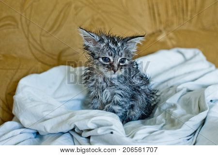 Wet Soggy Scared Kitten After Bath. Animal Hygiene. Destruction Of Parasites. Treatment From Fleas.