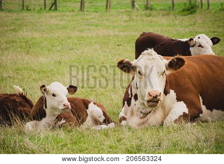 cows lying down in field close to Lacock village Wiltshire England UK