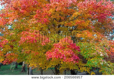 Colourful autumn leaves at Maroondah Reservoir park in the Yarra Valley in Australia.