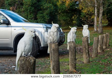 Row of cockatoos sitting on bollards in the Yarra Valley in Australia.