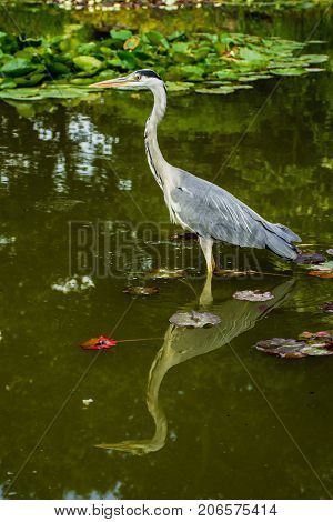 Wild grey heron during lunch time