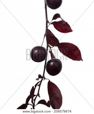 Organic, fresh and dark red autumn leaves with two decorative plums, isolated on a white background. Beautiful branch with dark leaves and with the plums. Bright purple leaves. Burgundy plum leaves.
