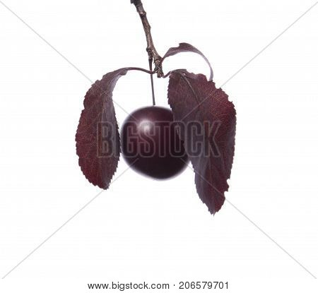 Organic, fresh and dark red autumn leaves with two decorative plums, isolated on a white background. Beautiful branch with dark leaves and with the plum. Bright purple leaves. Burgundy plum leaves.