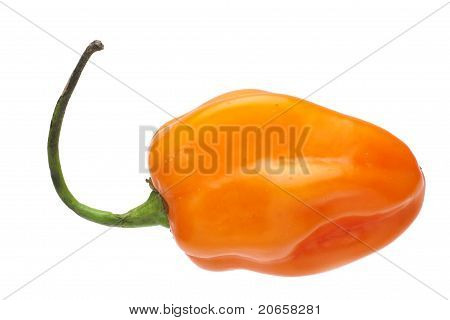 Habanero 고추