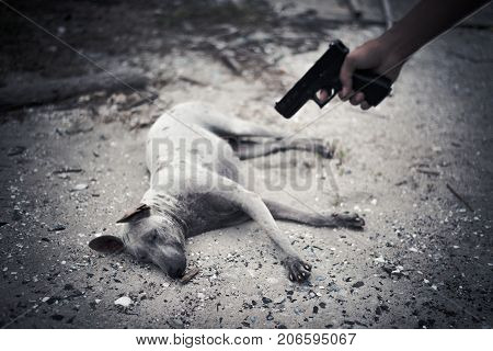 Bad human aim to dog and to kill with hand gun. Animal kill and murder concept Criminal nad outlaw concept Dark tone and vignette
