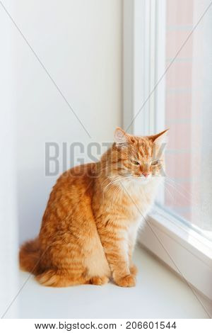Cute ginger cat siting on window sill and waiting for something. Fluffy pet looks arrogant or disapointed.