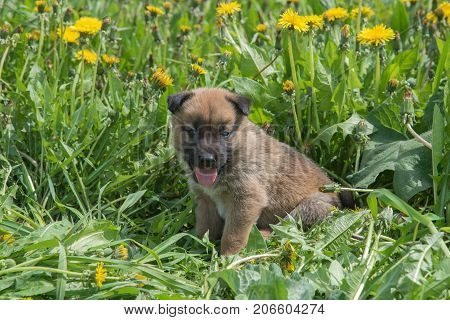 A pretty little puppy of Laiky breed lies in the green grass in summer