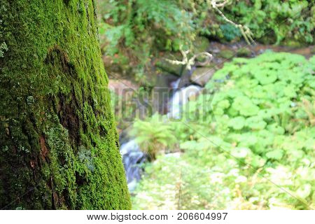beautiful mountain river in the forest amongst the plants on the foreground tree bark