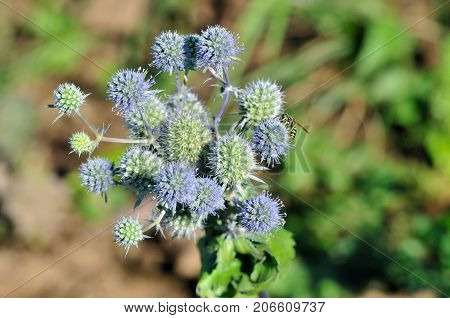 Eryngium planum, known as or blue eryngo, or flat sea holly, is a species of flowering plant in the family Apiaceae.
