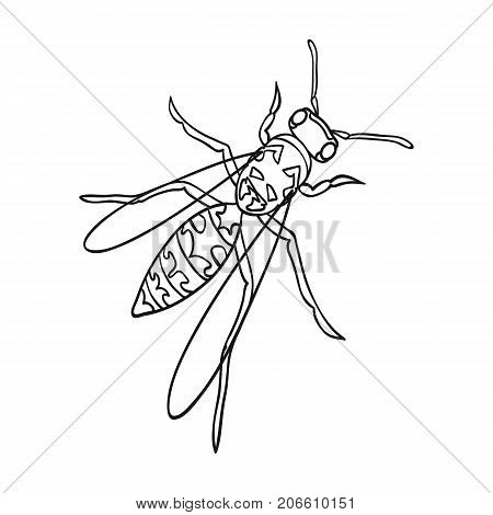 Wasp, hymenopteran insect.Wasp, stinging insect single icon in outline style vector symbol stock isometric illustration .