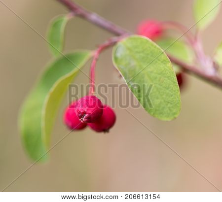 red berries on a bush in nature