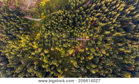 Aerial view of tree tops. Kocevje forest in Slovenia.