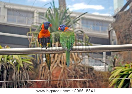 Green lorikeets with a blue head and orange beak sitting on a rack bird in the nature habitat Australia