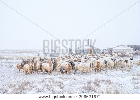 herd of herbivorous animals grazing in snowy prairie with houses on background