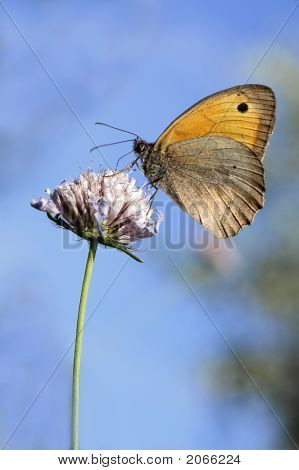 Motyl na kwiat