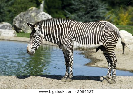 Zebra Yokohama