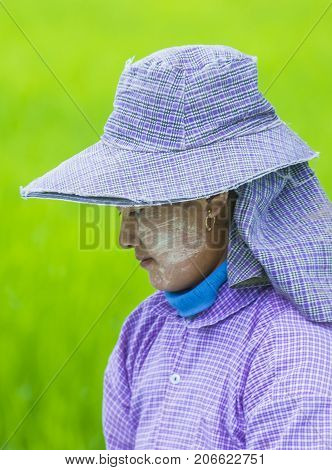 SHAN STATE MYANMAR - SEP 06: Portrait of Burmese farmer working at a rice field in Shan state Myanmar on September 06 2017 Myanmar is the world's sixth largest rice producing country