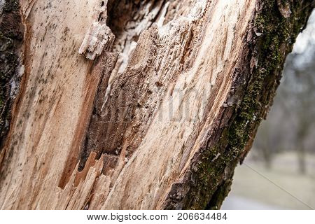 Close up of tree bark structure with the moss in autumn