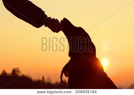 Sihouette Of A Dog And Man Hand