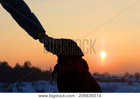 Sihouette Of A Dog And Man Hand