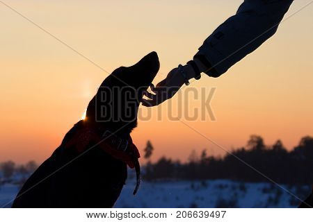 Sihouette Of A Dog And Man Hand