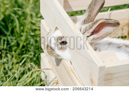 Little Rabbit, Black And White Suit, A Bunny Eating A Green Grass, A Pet In A Wooden Box.