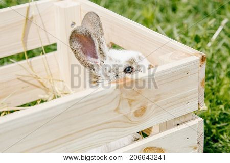 Little Rabbit, Black And White Suit, A Bunny Eating A Green Grass, A Pet In A Wooden Box.
