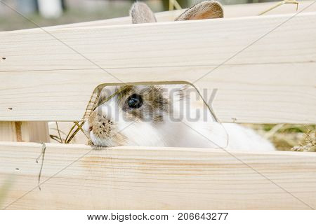 Little Rabbit, Black And White Suit, A Bunny Eating A Green Grass, A Pet In A Wooden Box.